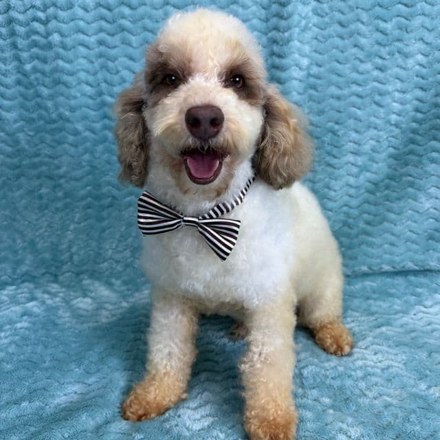 Buster Poodle - Toy Poodle Male