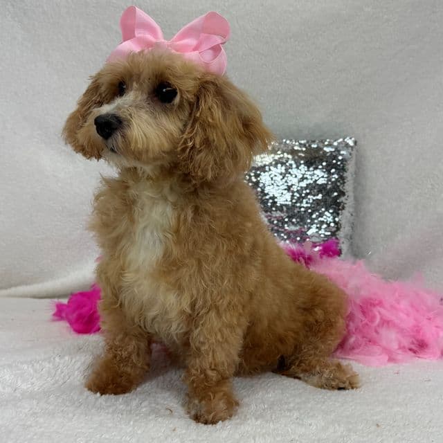 Lucy - Maltipoo Female