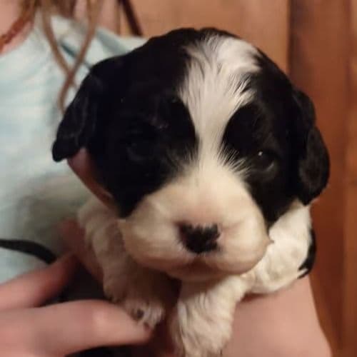 Oreo - Cavapoo Female