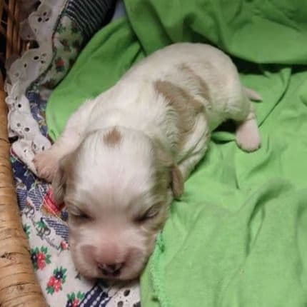 Dexter - Cavapoo Male