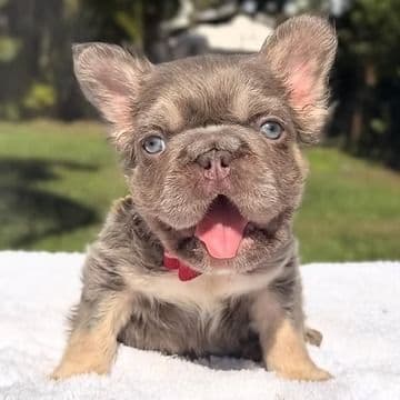 Elfie Fluffy Big Rope - French Bulldog Male