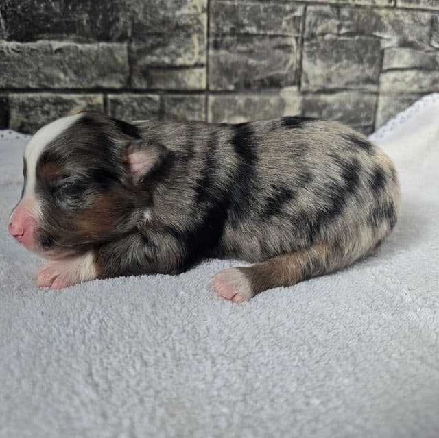 Chole - Australian Shepherd Female