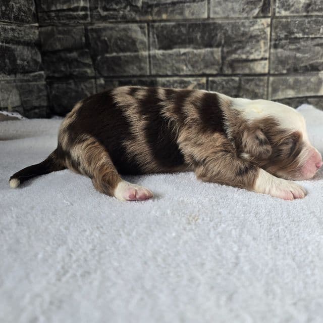 Cheif - Australian Shepherd Male