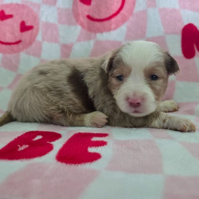 Cash - Australian Shepherd Male