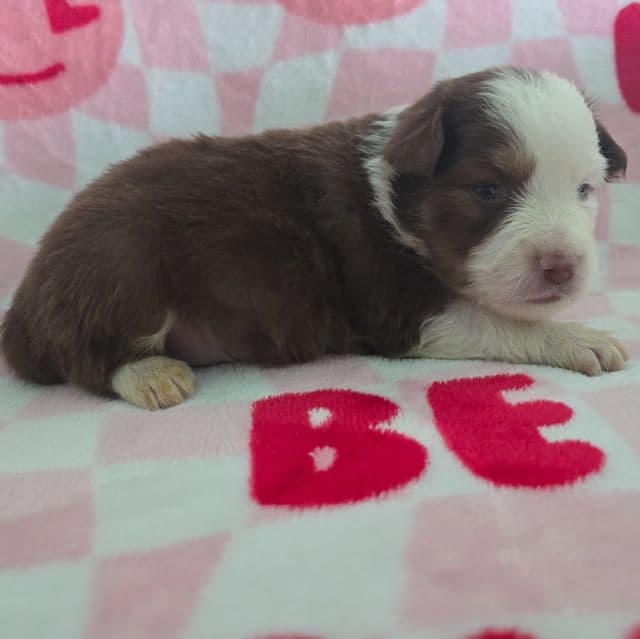 Jasper  - Australian Shepherd Male