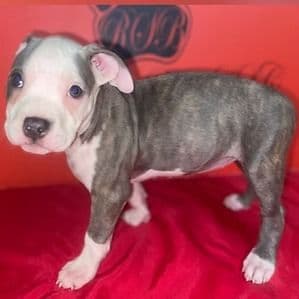 Female 3 - American Pit Bull Terrier Female