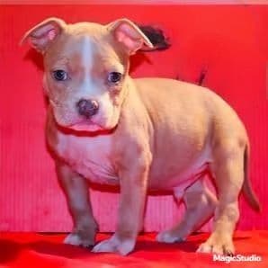 Male 2 - American Bully Male