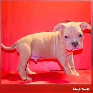 Male 3 - American Bully Male