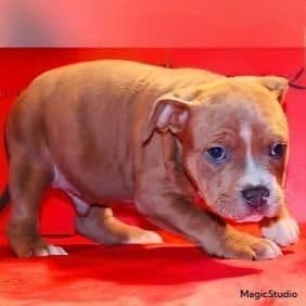 Male 4 - American Bully Male