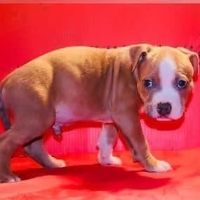 Male 5 - American Bully Male