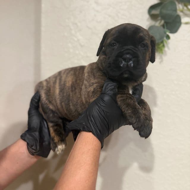Stormy - Cane Corso Female