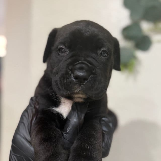 Cyclone - Cane Corso Male