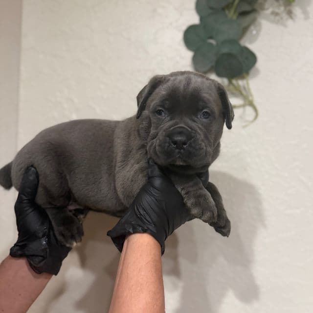 Avalanche- Reserved - Cane Corso Male