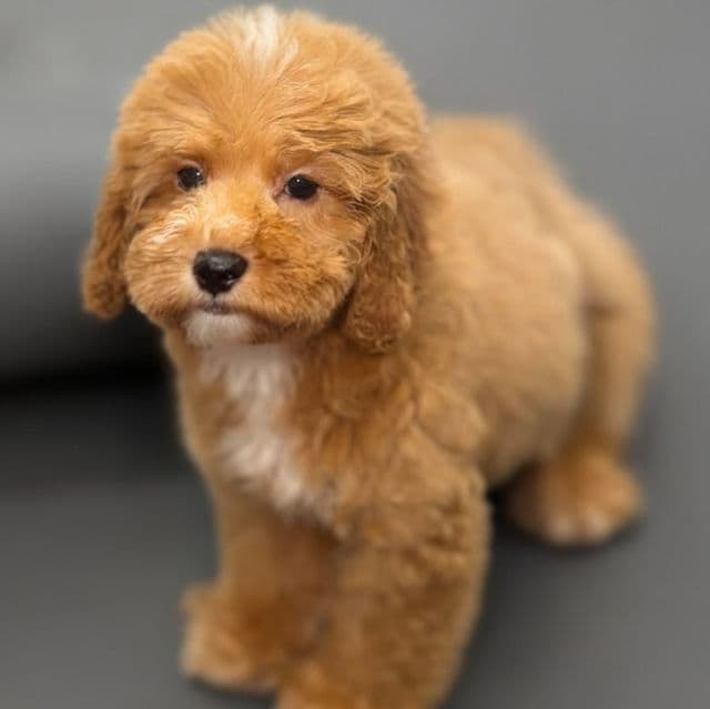 Brooklyn - Cockapoo Female