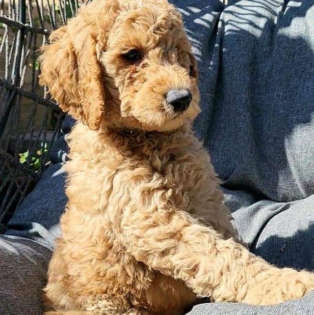 Red Collar - Goldendoodle Male