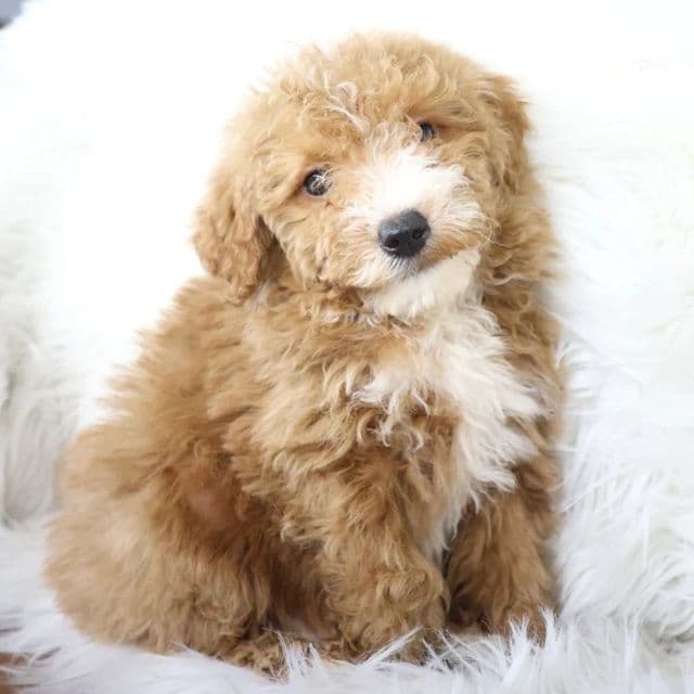 Cowboy - Goldendoodle Male