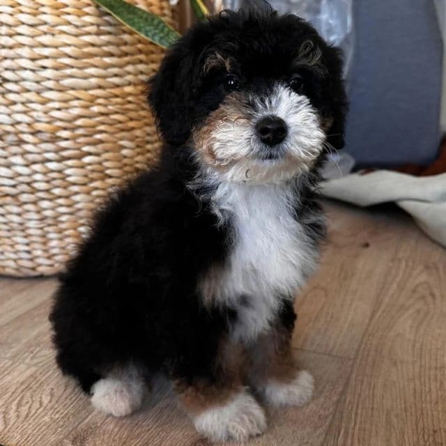 Kylo - Bernedoodle Male