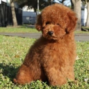 Cosmo Cherry Red - Toy Poodle Male