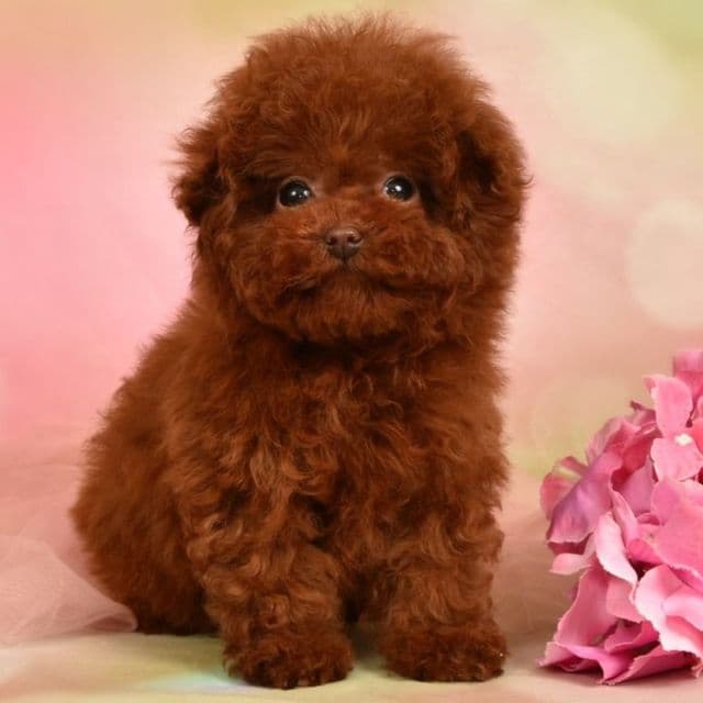 LILLY ULTRA TINY TEACUP CHERRY RED TOY - Toy Poodle Female