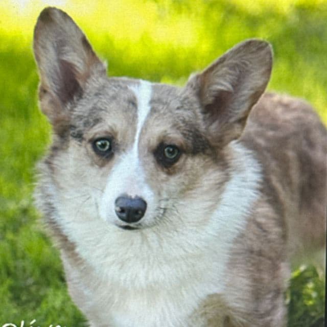 Oliver - Pembroke Welsh Corgi Male