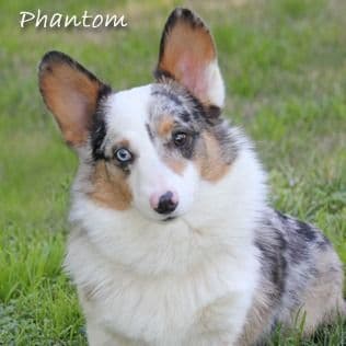 Phantom - Pembroke Welsh Corgi Male