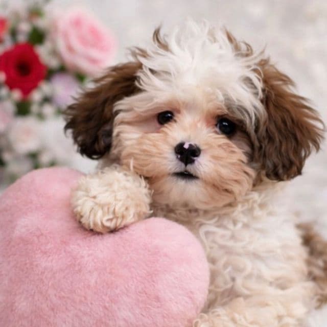Amore - Shih-Poo Female