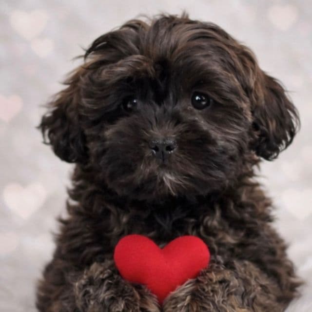 Lovely - Shih-Poo Female