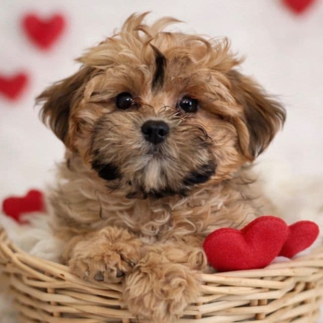 Hearts - Shih-Poo Female