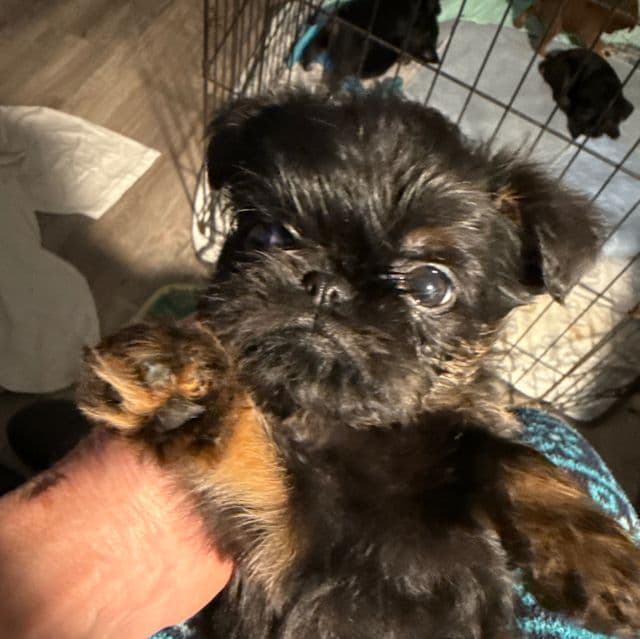 Chandler - Brussels Griffon Male
