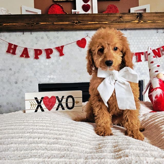 Rosie - Goldendoodle Female