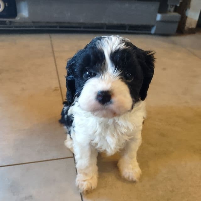 Oreo - Cavapoo Female