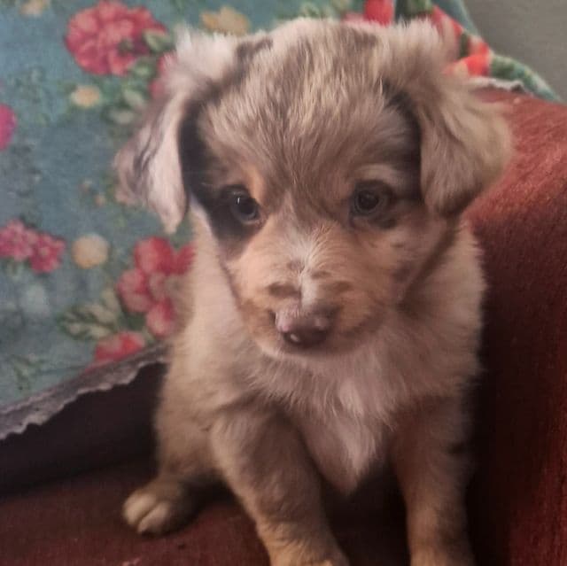 California - Australian Shepherd Male