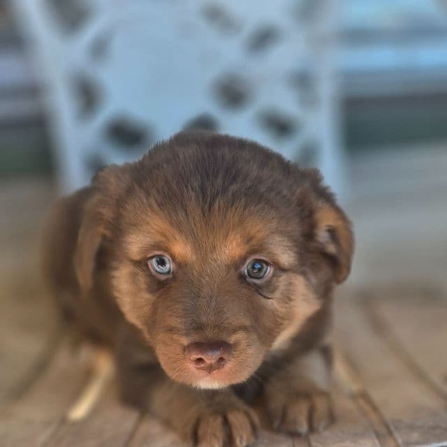 Utah  - Australian Shepherd Female