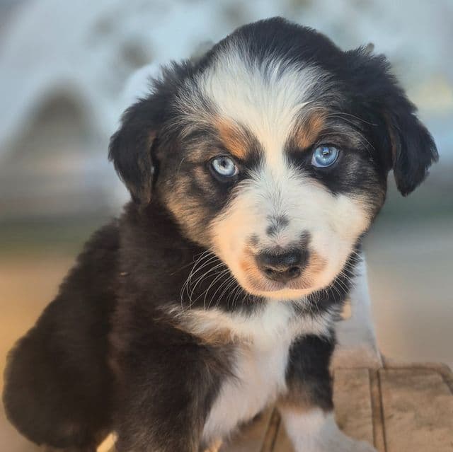 Wyoming - Australian Shepherd Male