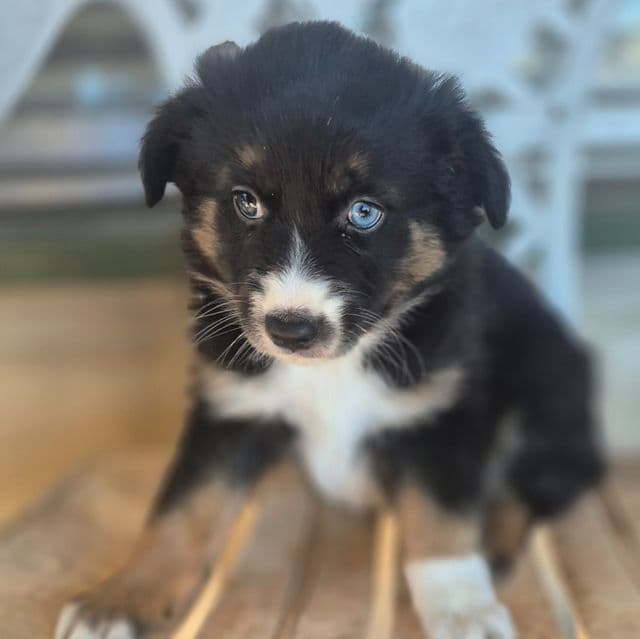 Orgeon - Australian Shepherd Female