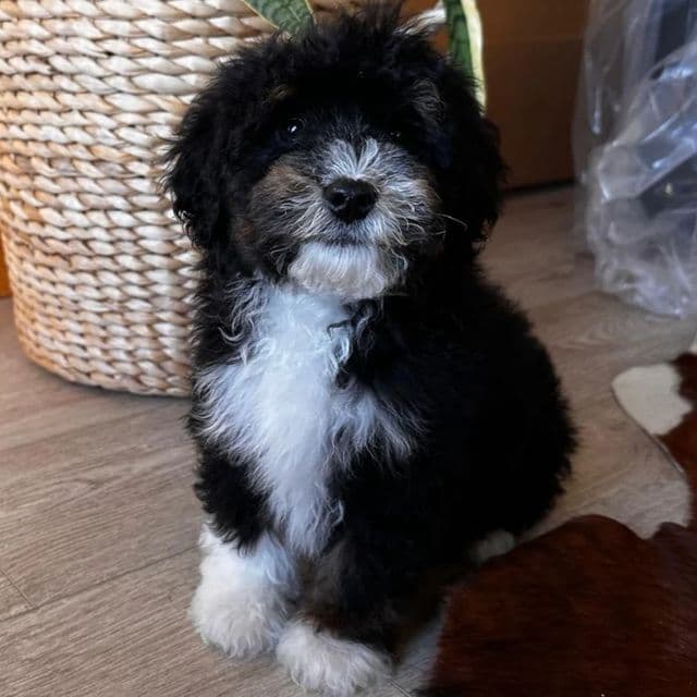 Han - Bernedoodle Male