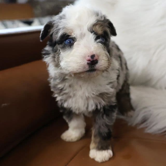 Saint - Bernedoodle Male