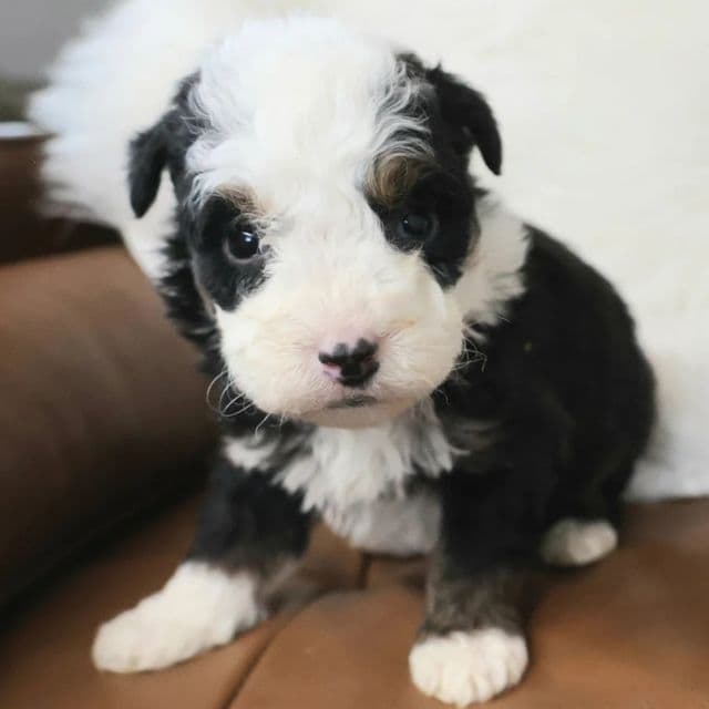Flint - Bernedoodle Male