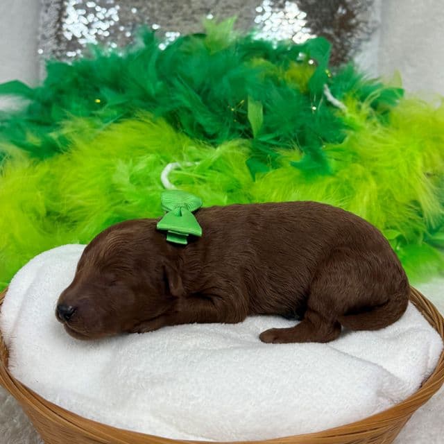 Brinley Green Boy - Goldendoodle Male