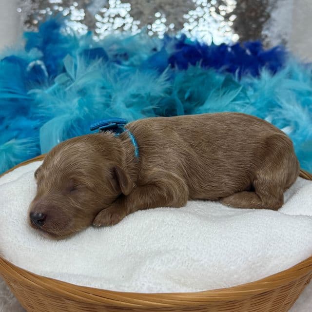Brinley Blue Boy - Goldendoodle Male