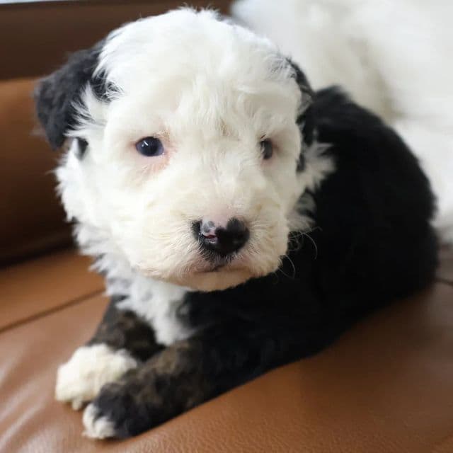 Apollo - Bernedoodle Male
