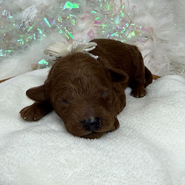 Brinley White Boy - Goldendoodle Male