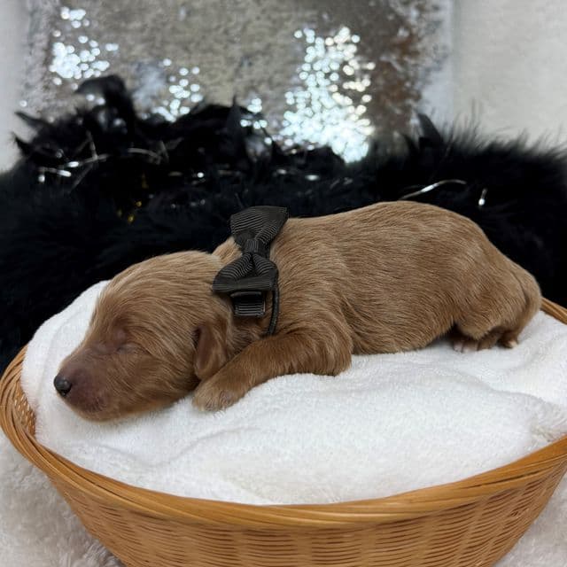 Brinley Black Boy - Goldendoodle Male