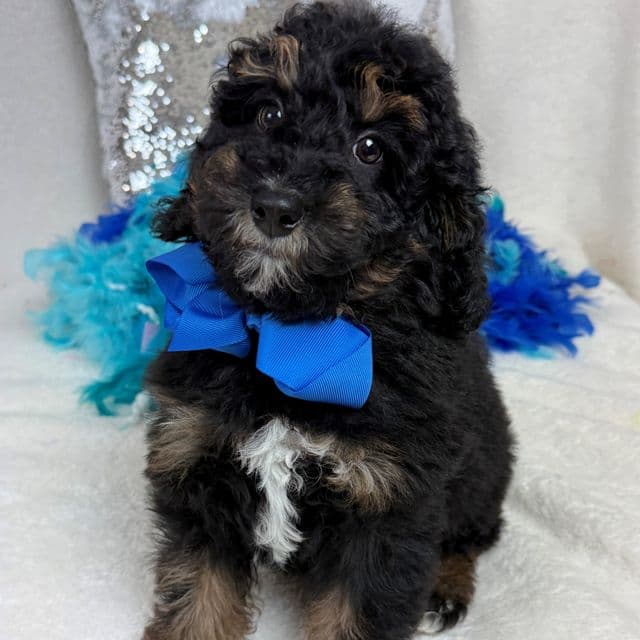 Elsa Blue Boy - Bernedoodle Male