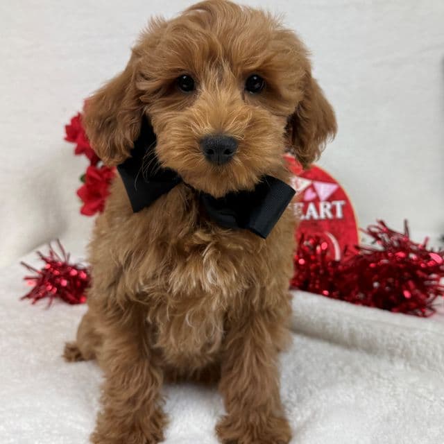 Braley Black Boy - Goldendoodle Male