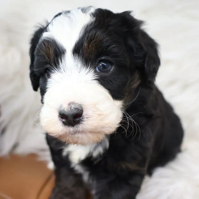 Oscar - Bernedoodle Male