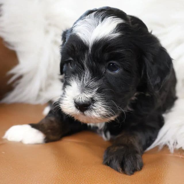 Lucy - Bernedoodle Female