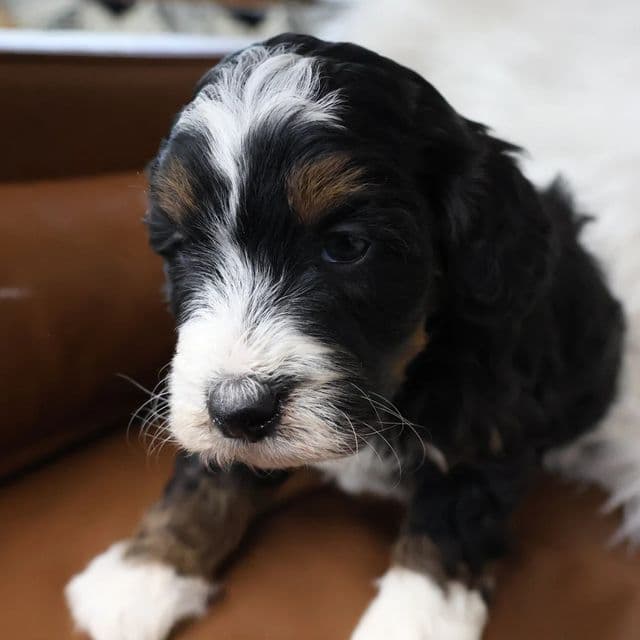 Louie - Bernedoodle Male