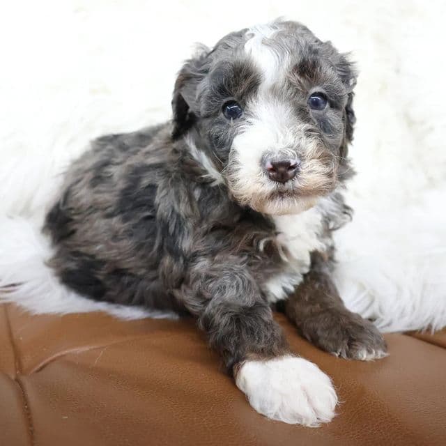 Levi - Bernedoodle Male