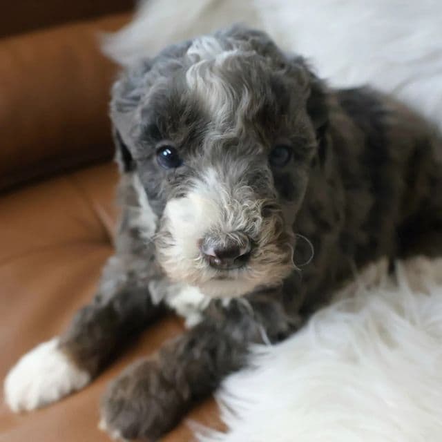 Levi - Bernedoodle Male